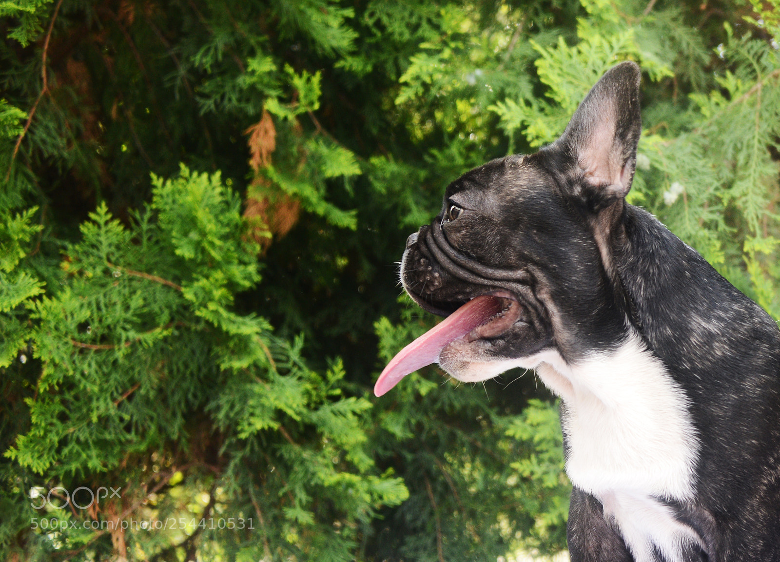 Nikon D800 sample photo. French bulldog puppy photography