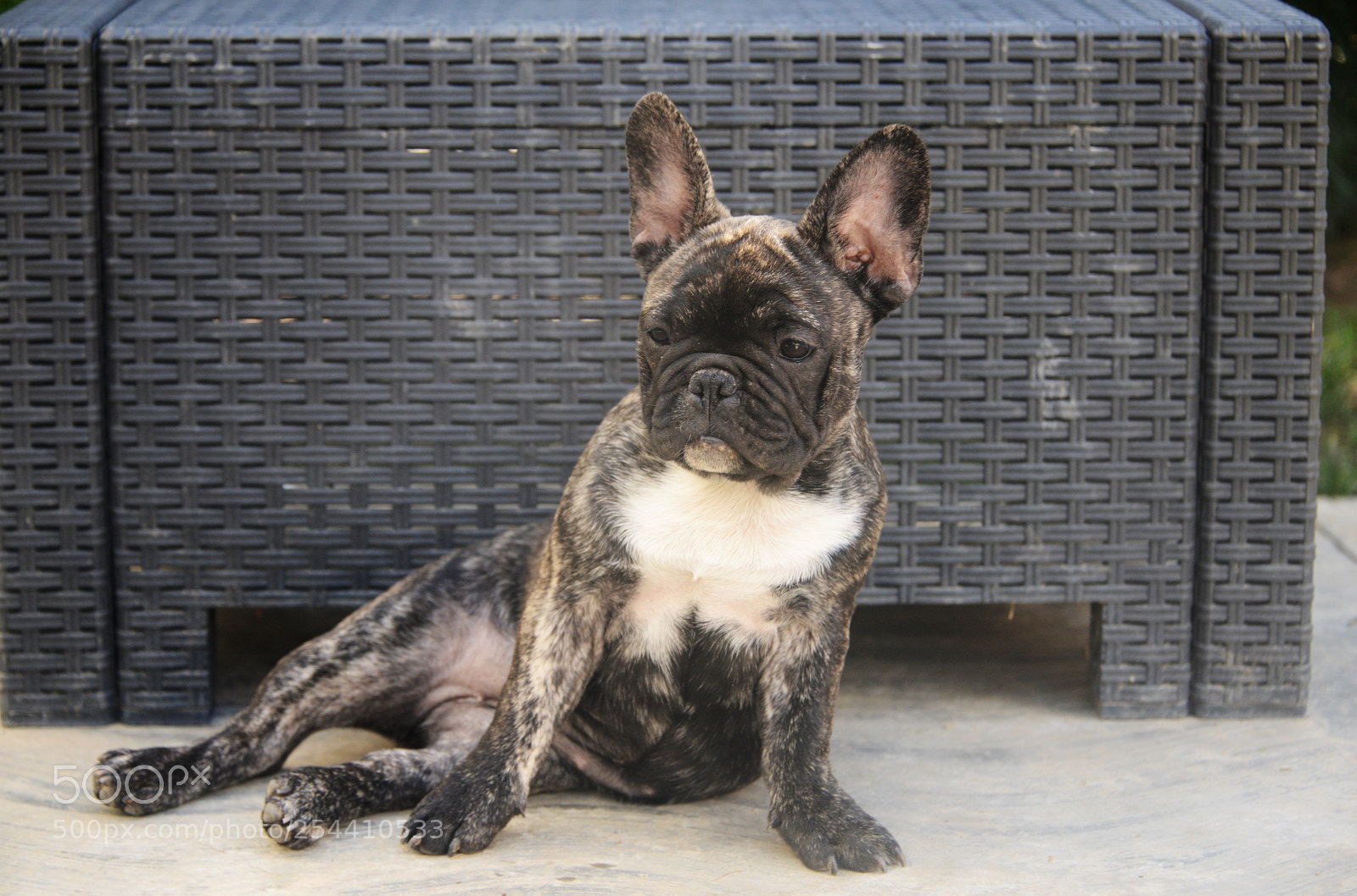 Nikon D800 sample photo. French bulldog photography