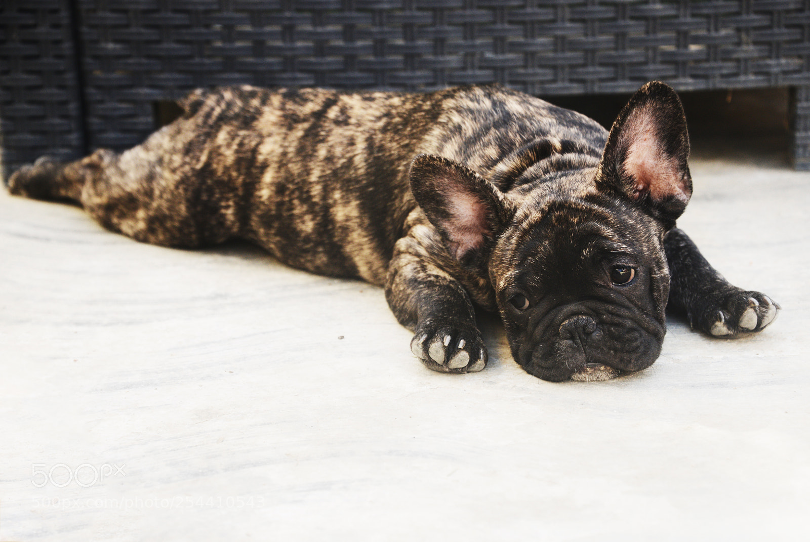 Nikon D800 sample photo. Puppy photography
