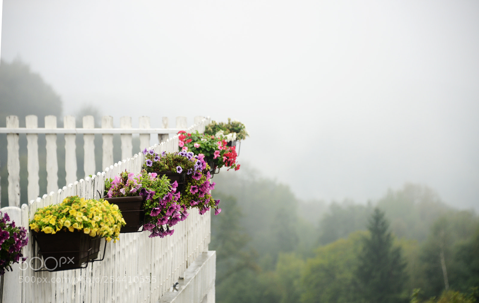 Nikon D800 sample photo. Foggy morning photography