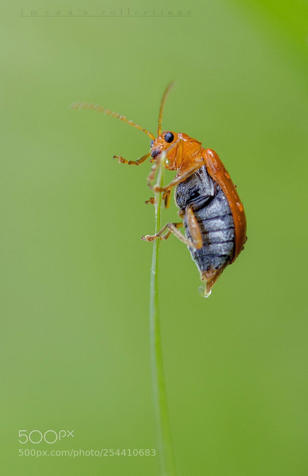 Canon EOS 77D (EOS 9000D / EOS 770D) sample photo. Img photography