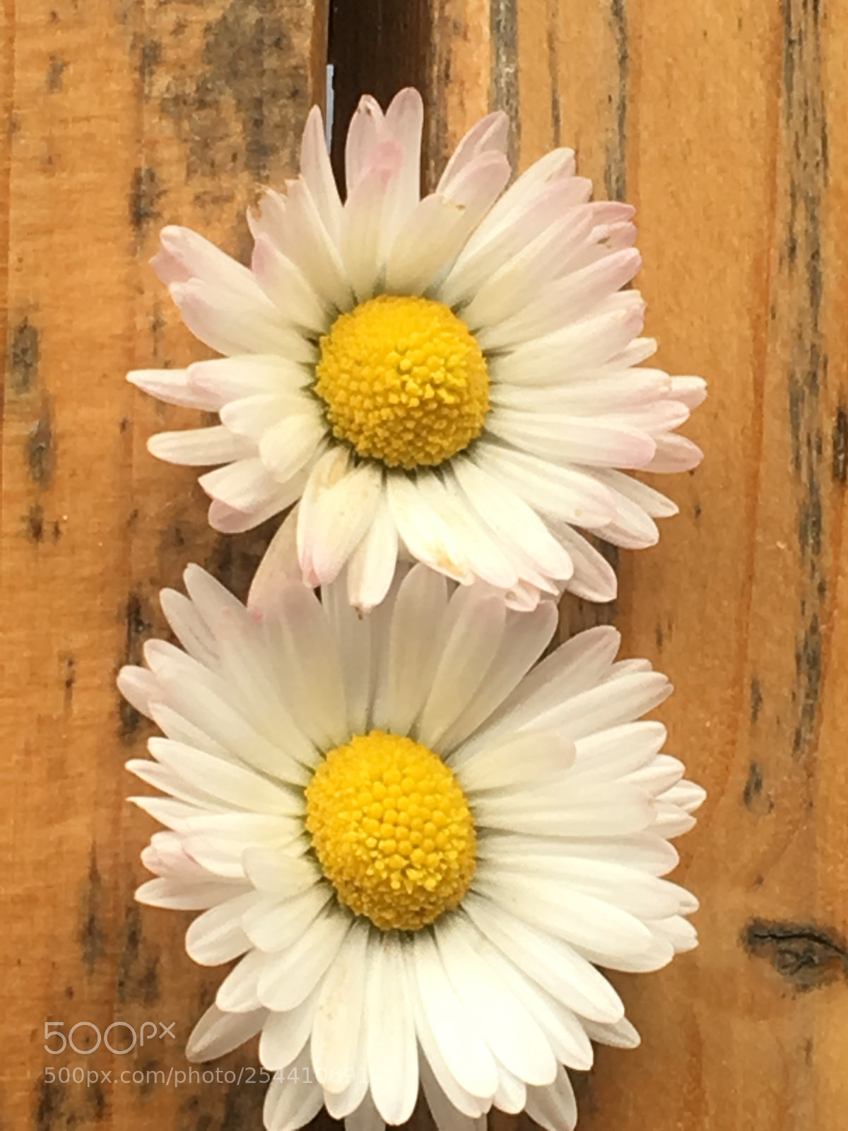 Apple iPhone 6s sample photo. Img photography