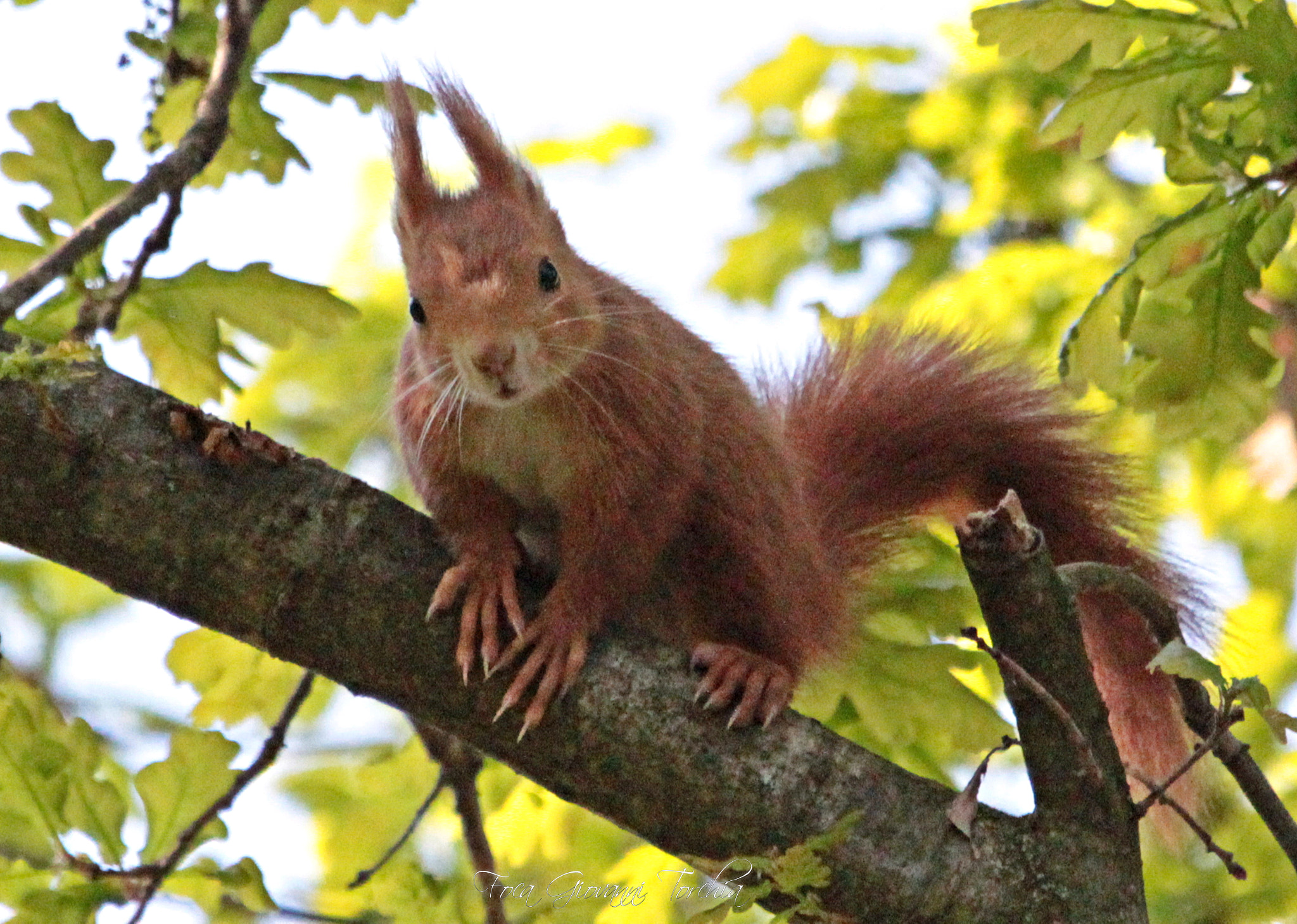 Sigma 150-600mm F5-6.3 DG OS HSM | C sample photo. Squirrel photography