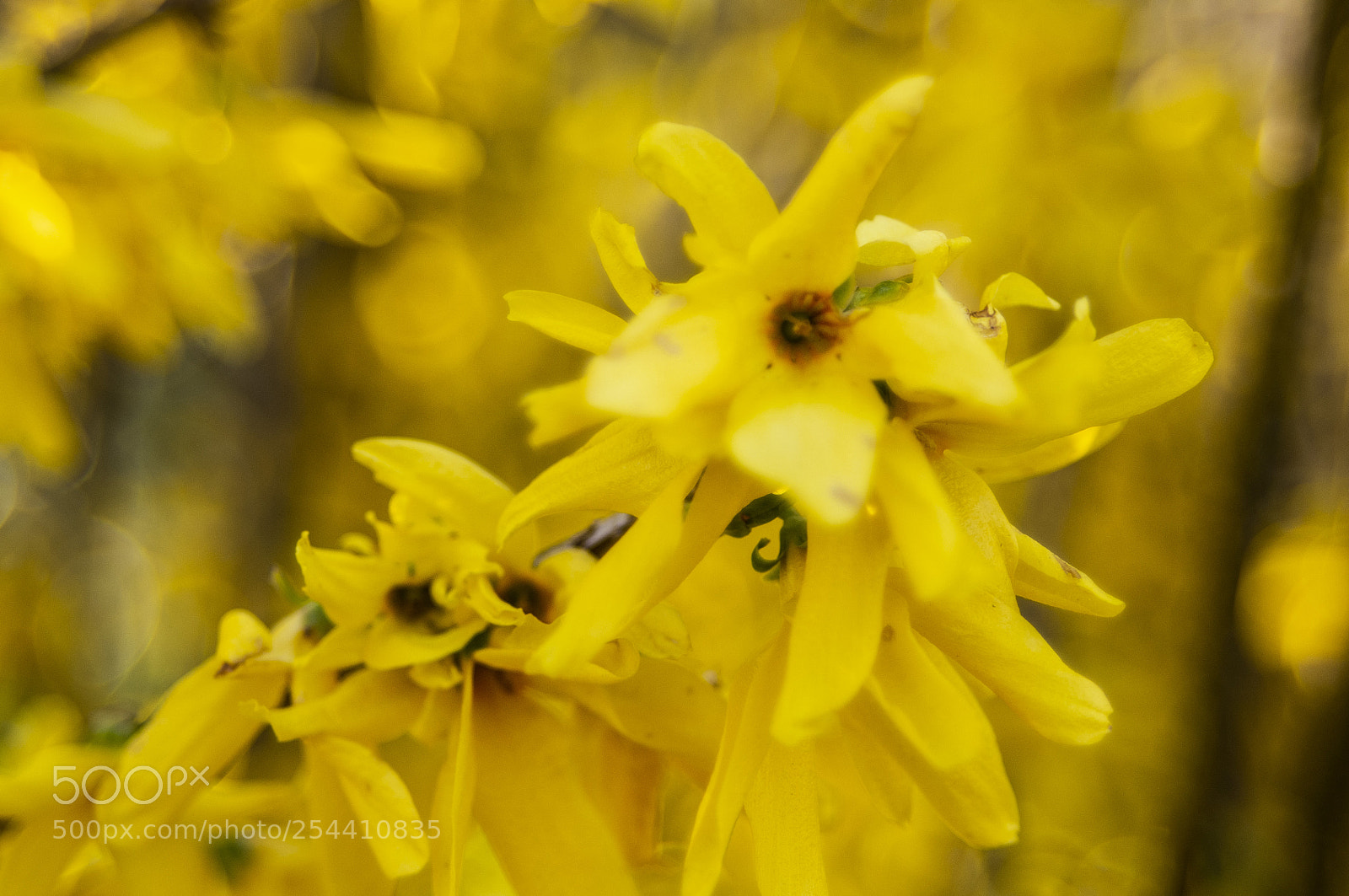 Pentax K-r sample photo. Fiori gialli photography