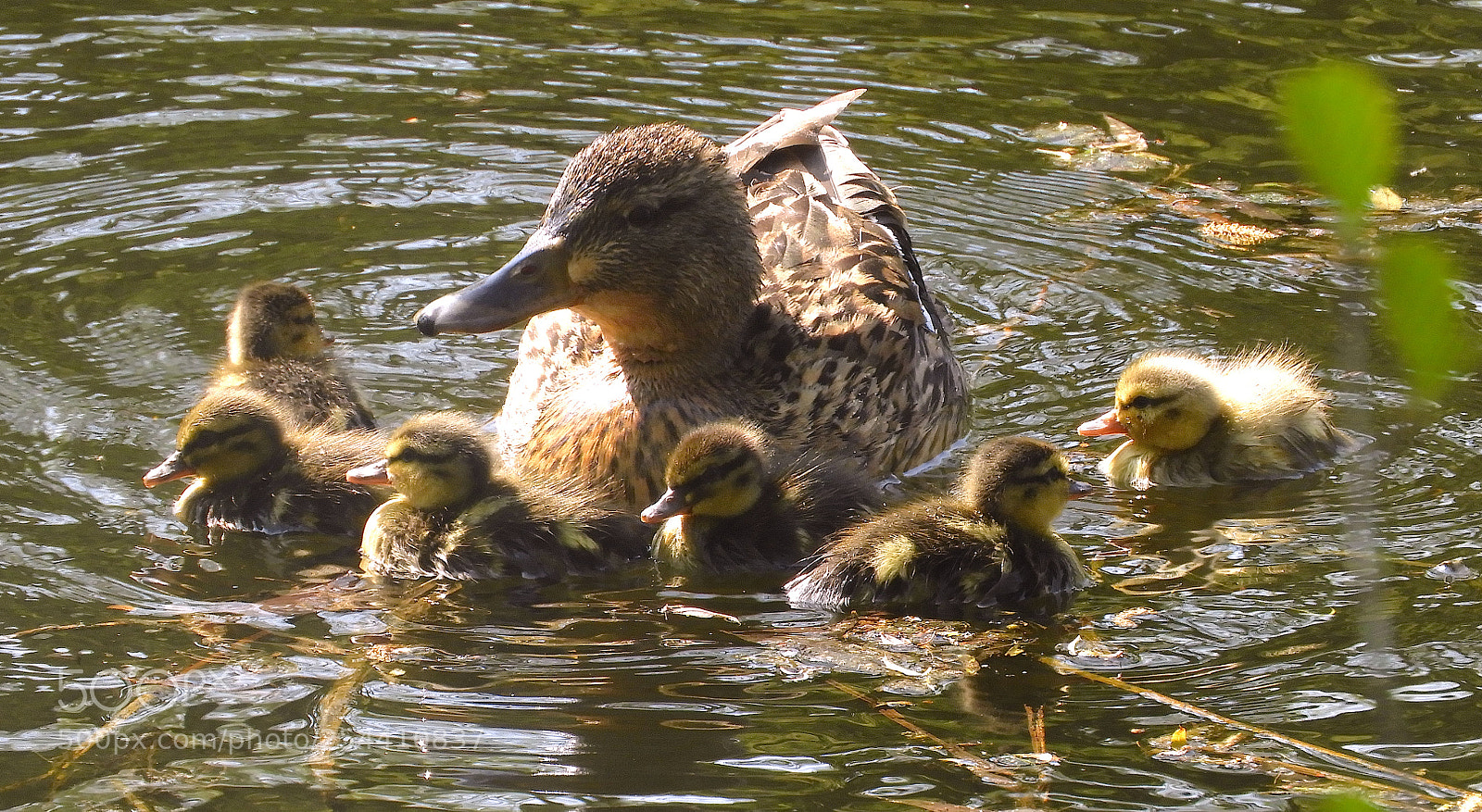 Nikon Coolpix B700 sample photo. Duck and ducklings 2 photography
