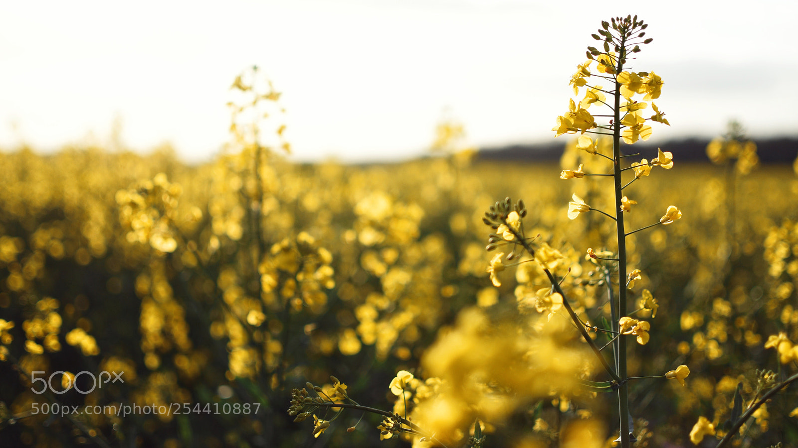 Nikon D5600 sample photo. Golden field photography
