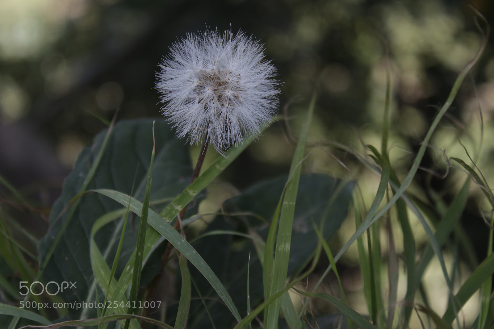 Canon EOS 700D (EOS Rebel T5i / EOS Kiss X7i) sample photo. Little flower photography