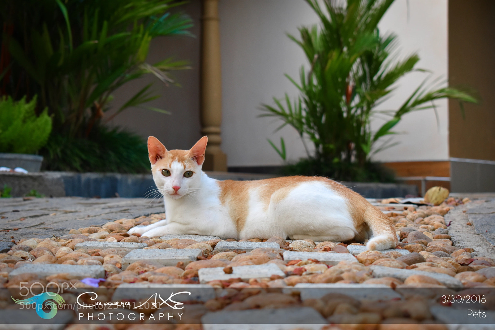 Nikon D3400 sample photo. Cats photography