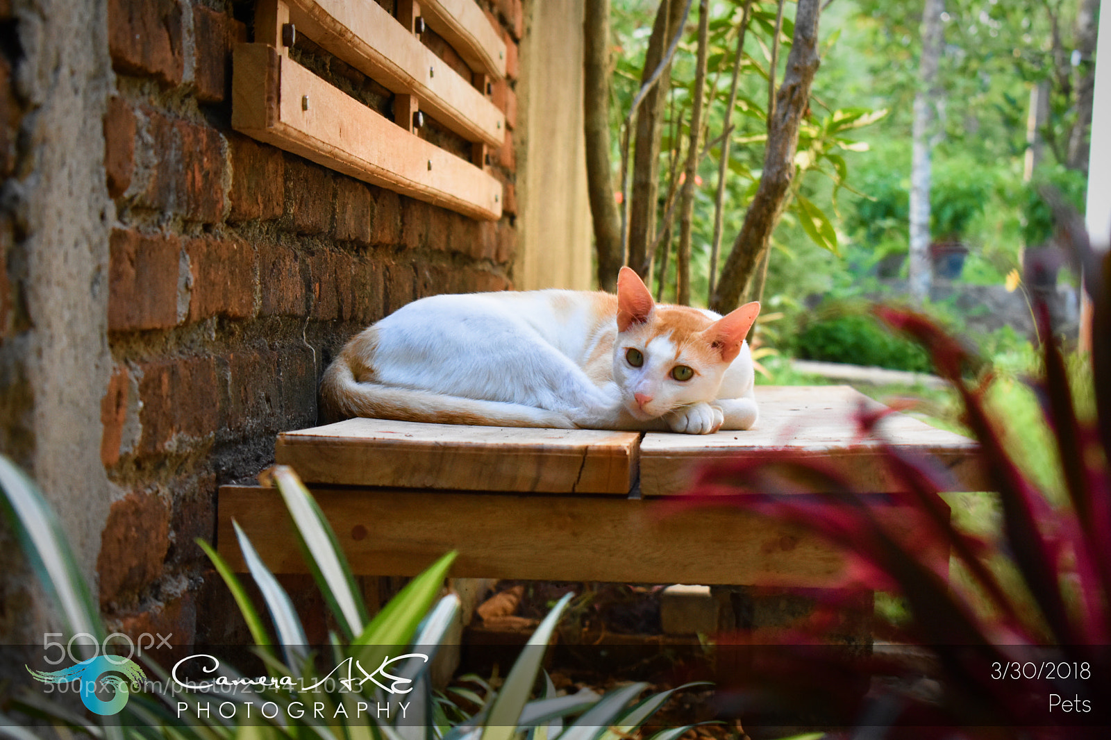 Nikon D3400 sample photo. Cats photography