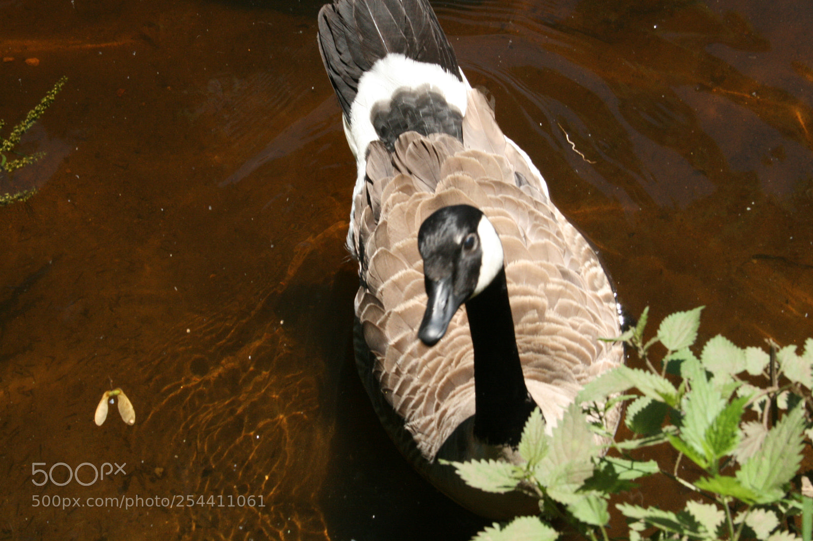 Canon EF-S 18-55mm F3.5-5.6 II sample photo. Img photography