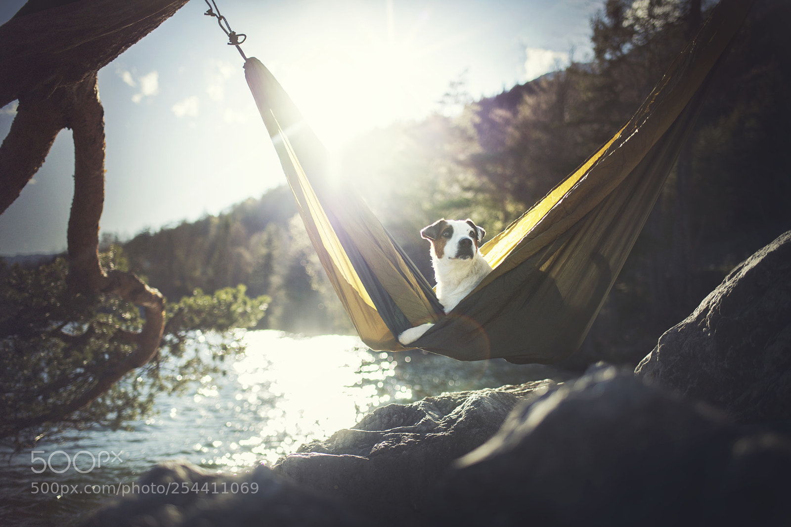 Nikon D850 sample photo. Adventuredog fin photography