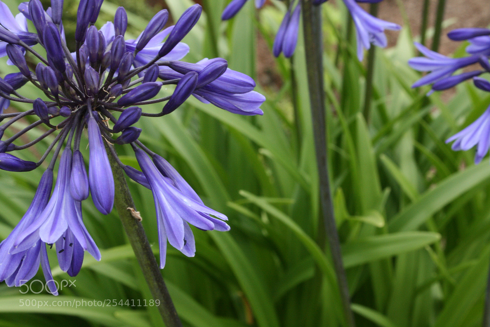 Canon EF-S 18-55mm F3.5-5.6 II sample photo. Img photography