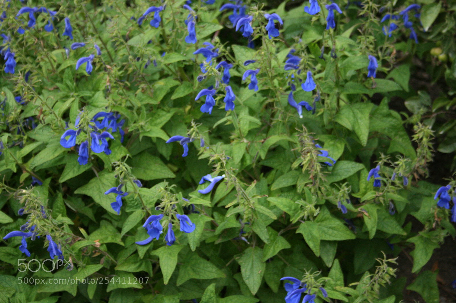 Canon EF-S 18-55mm F3.5-5.6 II sample photo. Img photography