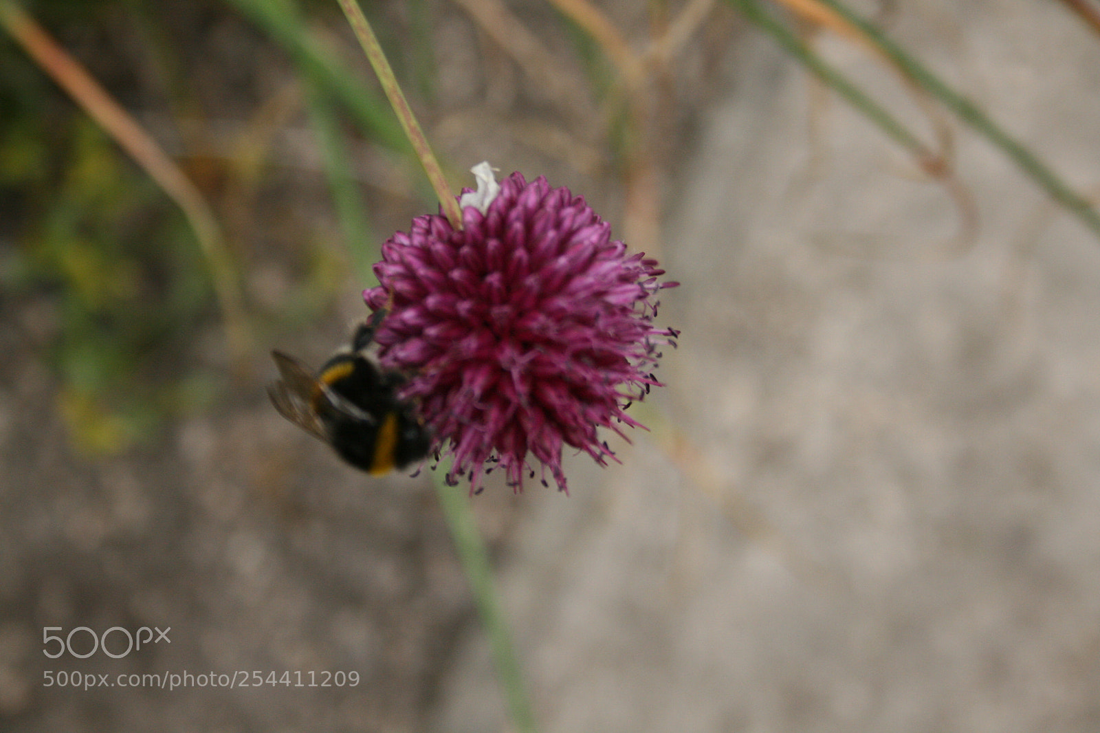 Canon EF-S 18-55mm F3.5-5.6 II sample photo. Img photography