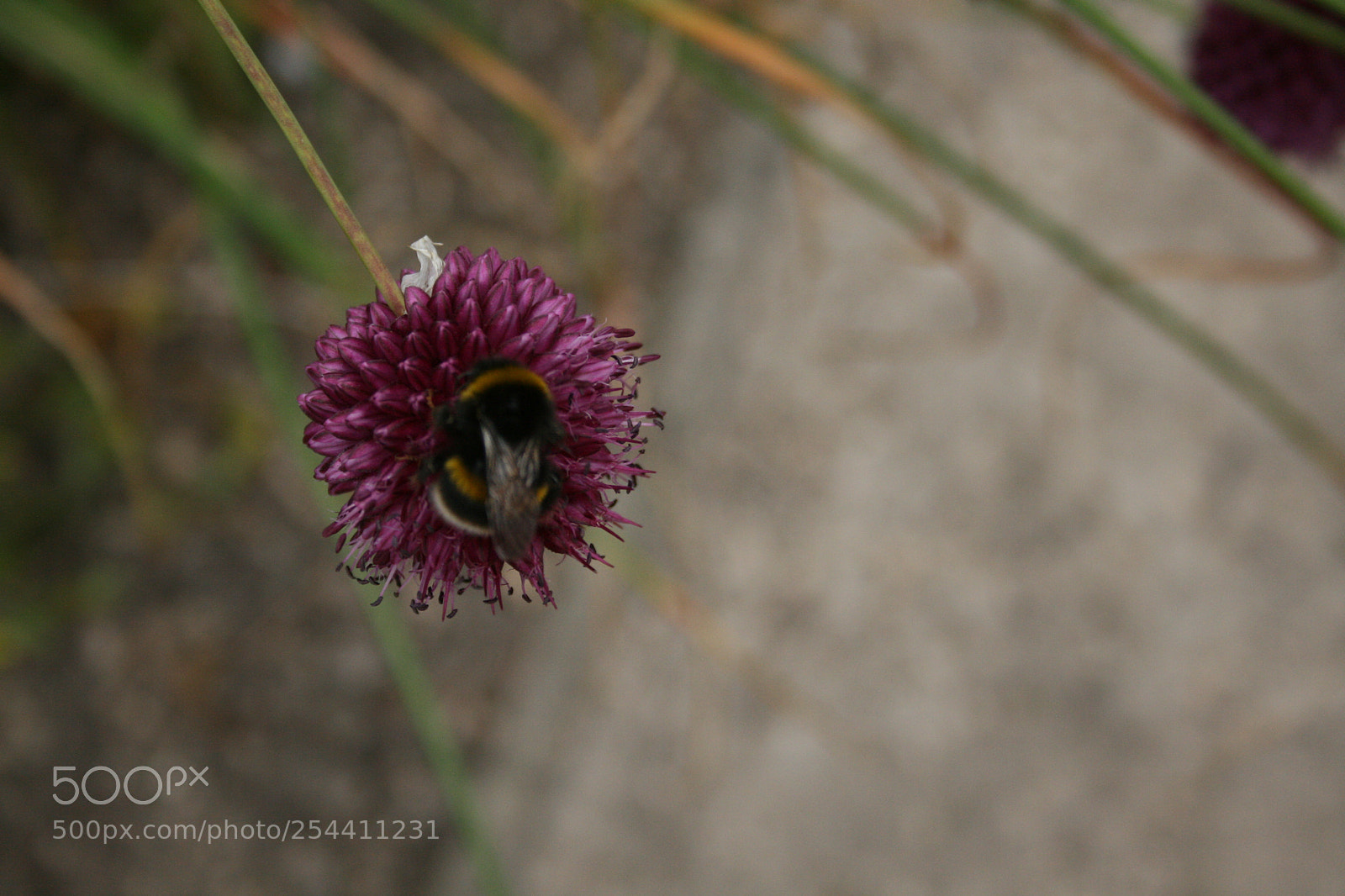 Canon EF-S 18-55mm F3.5-5.6 II sample photo. Img photography
