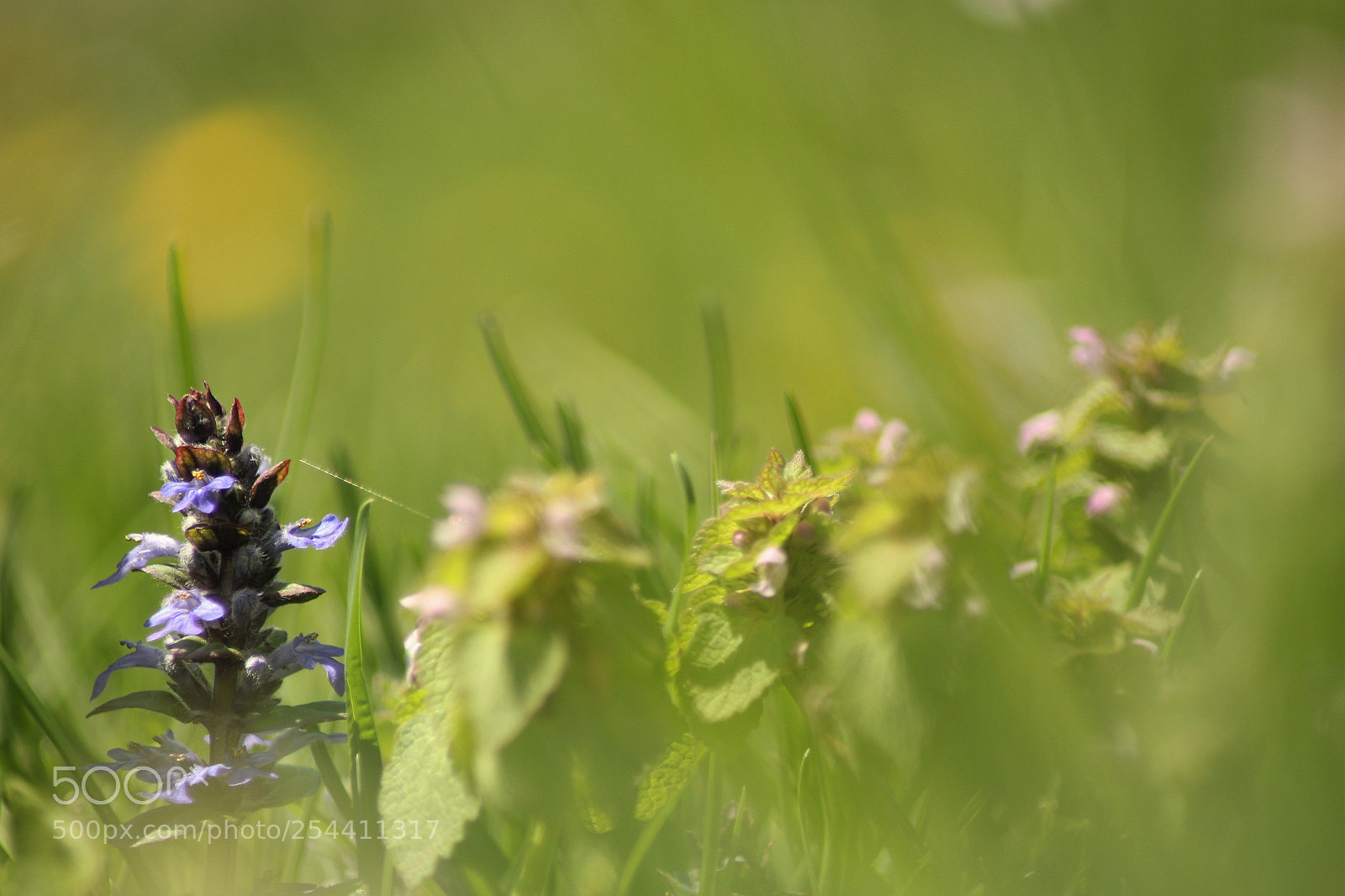 Canon EOS 1200D (EOS Rebel T5 / EOS Kiss X70 / EOS Hi) sample photo. Bugle rampante photography