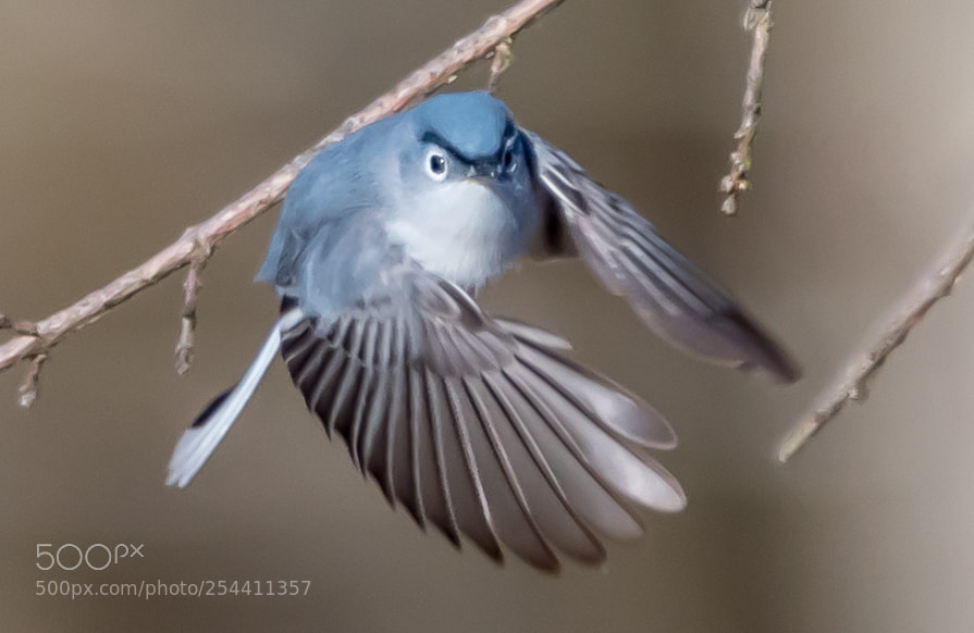 Nikon D500 sample photo. Blue-grey gnatcatcher photography