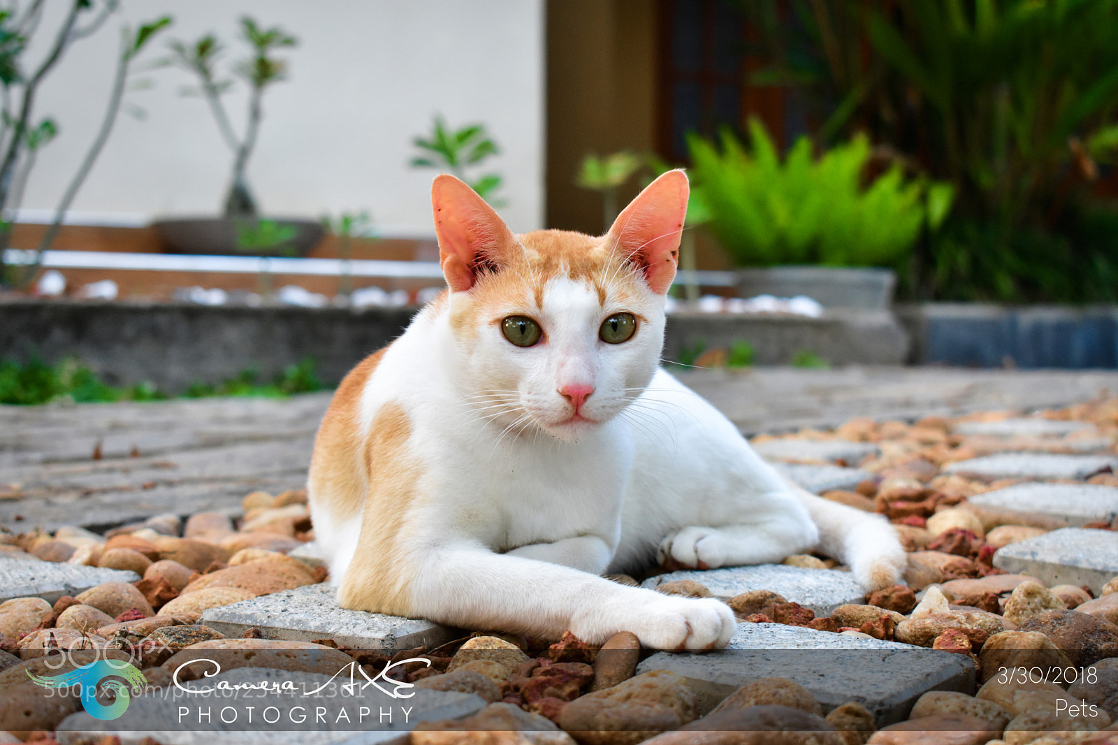 Nikon D3400 sample photo. Cats photography
