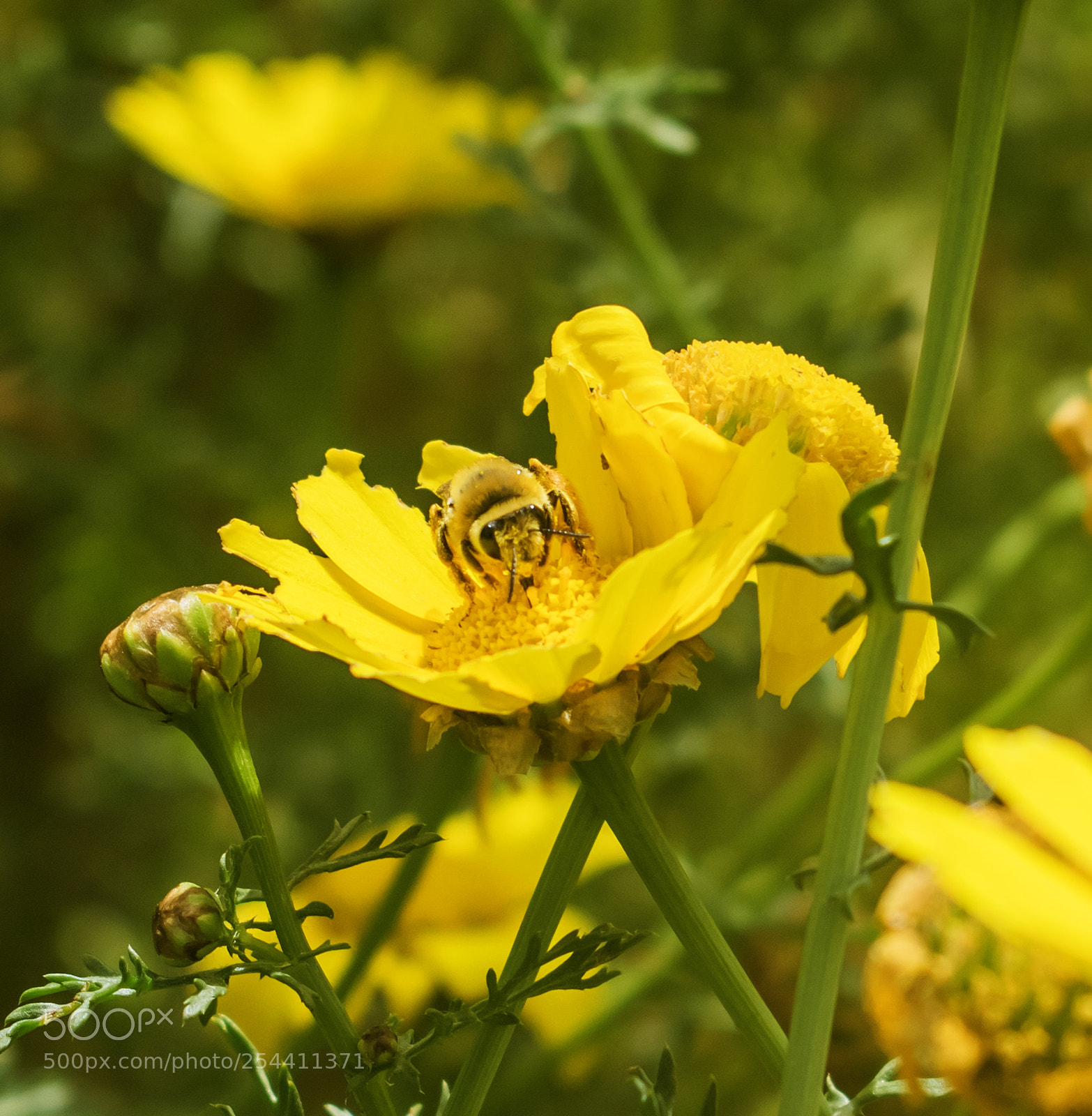 Nikon D3300 sample photo. Bee on a flower photography