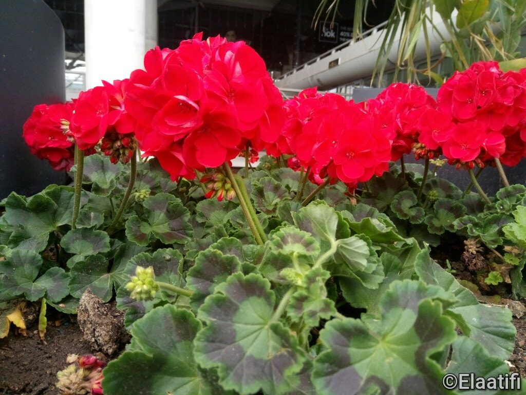 Meizu M3s sample photo. Geranios de málaga photography
