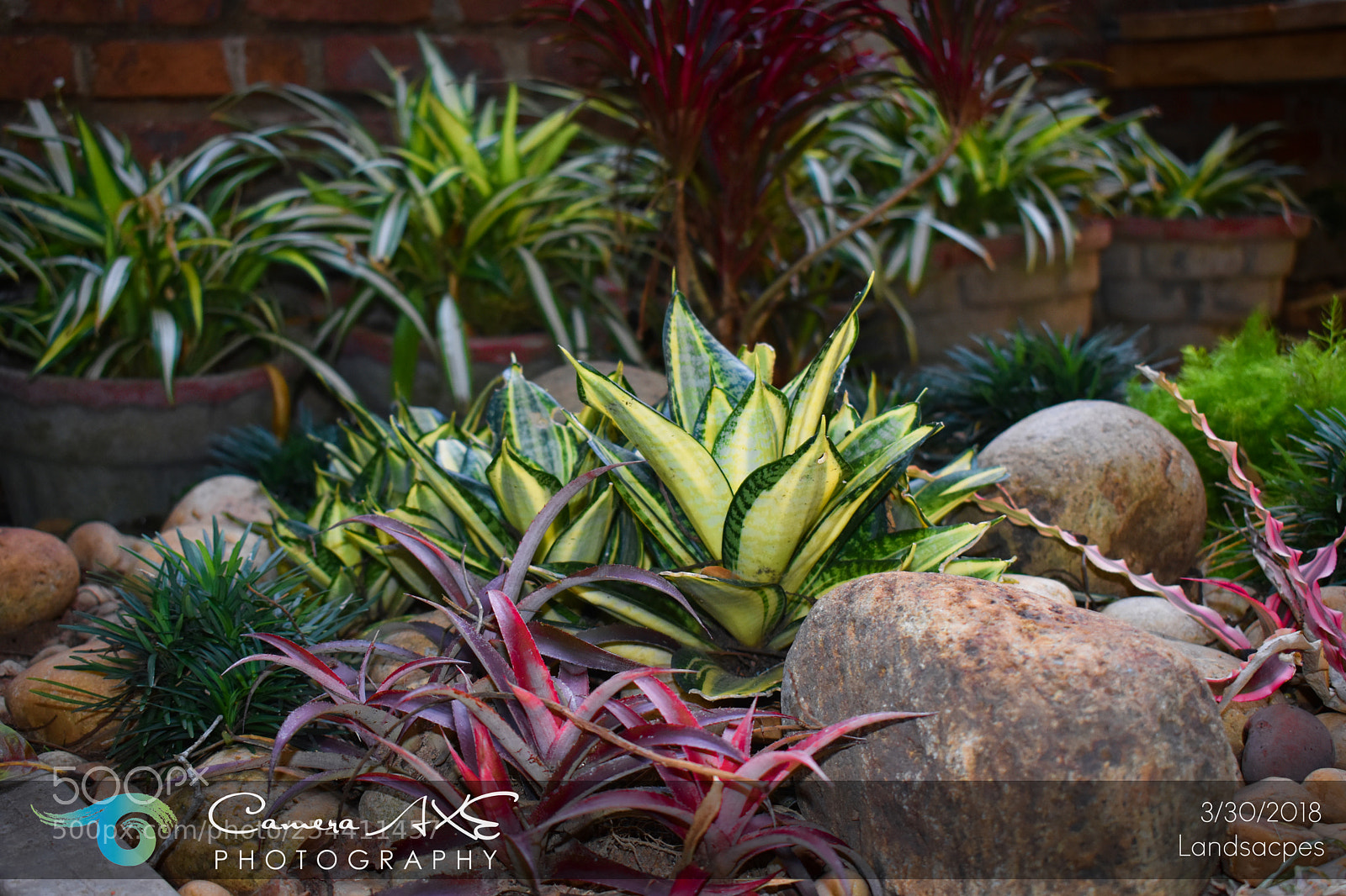 Nikon D3400 sample photo. Plants photography