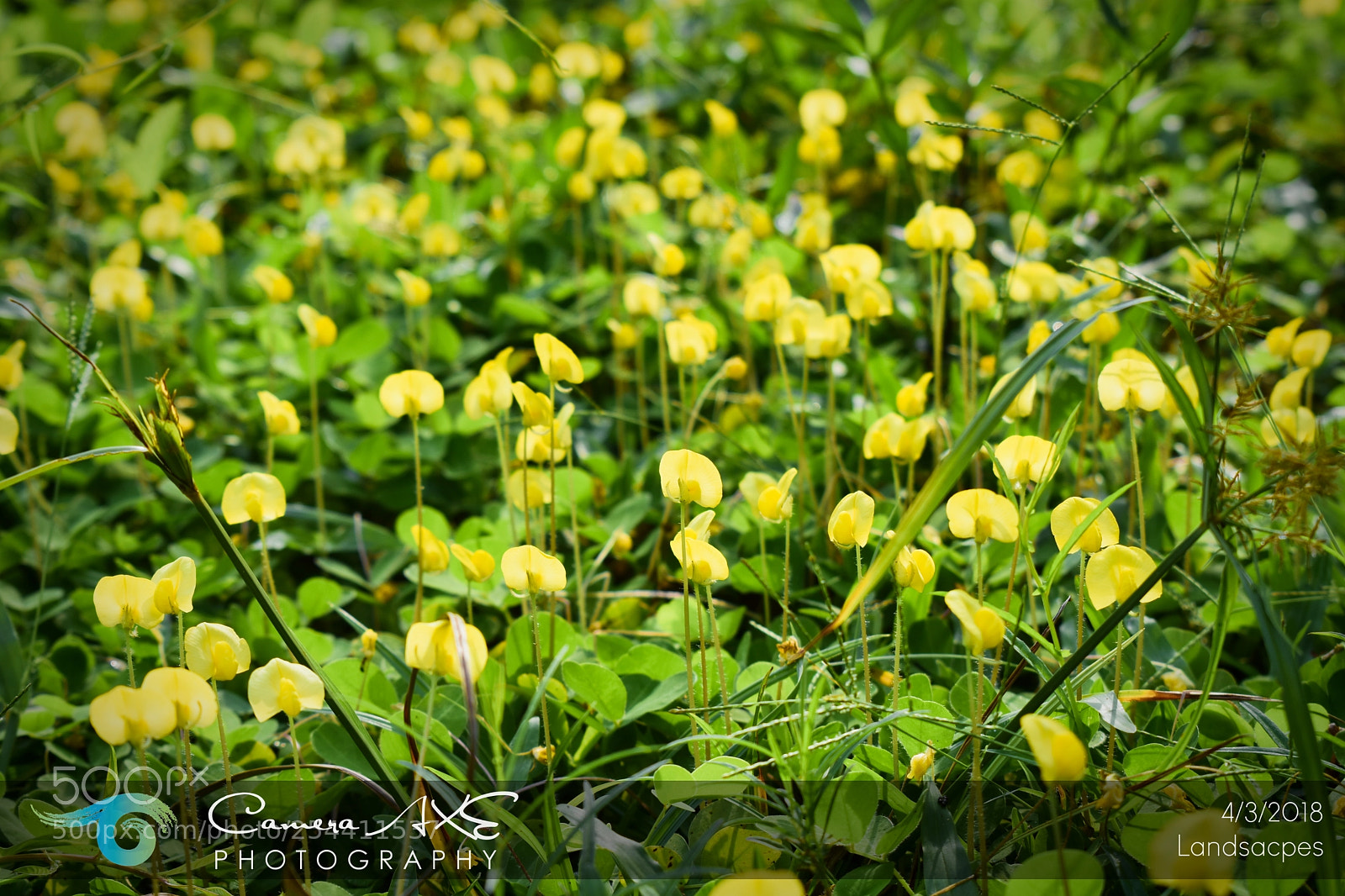 Nikon D3400 sample photo. Yellow flower photography