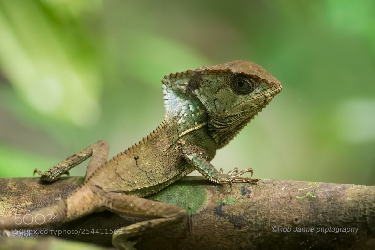 Nikon D4S sample photo. Helmeted basilisk photography
