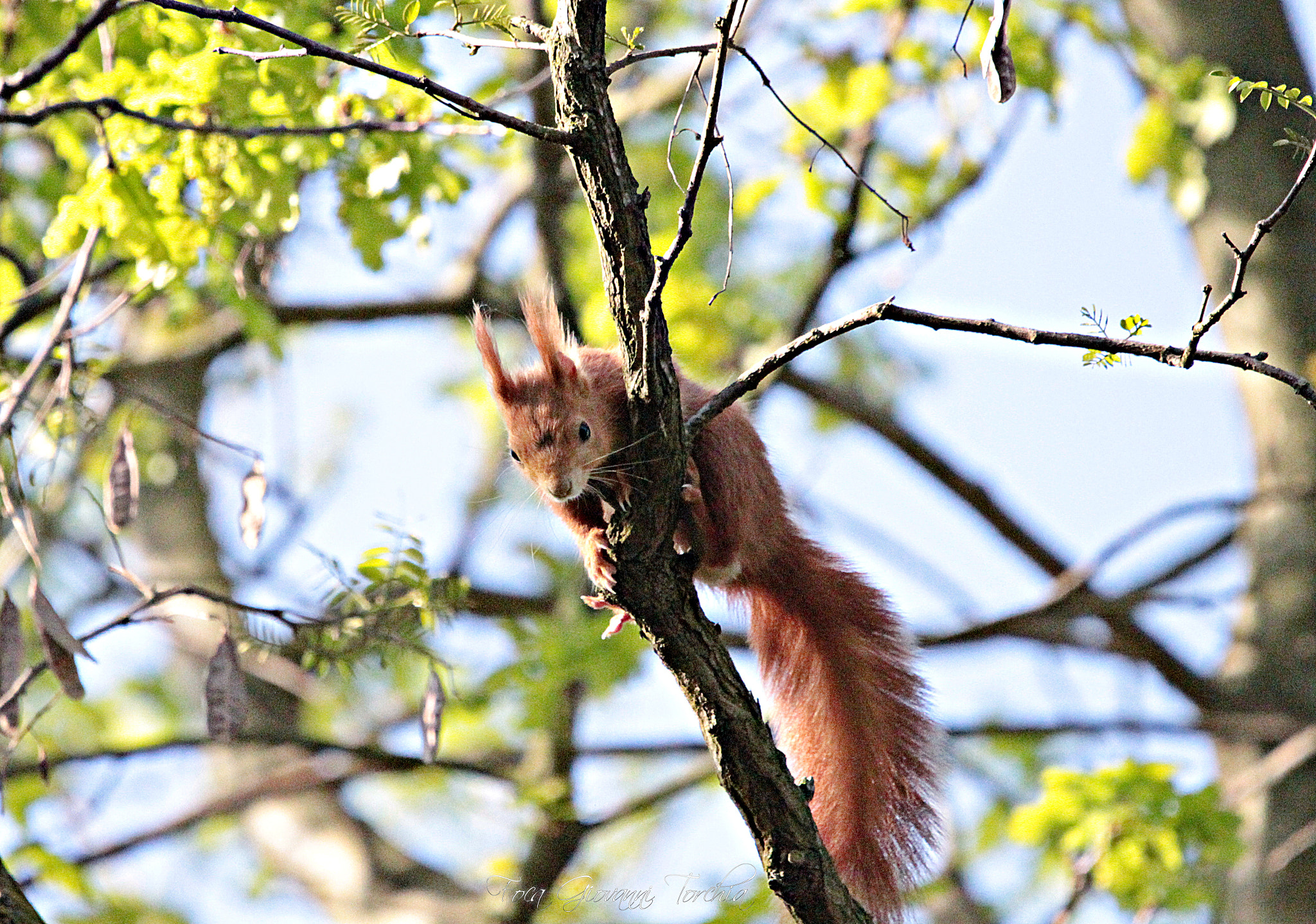 Sigma 150-600mm F5-6.3 DG OS HSM | C sample photo. Squirrel photography