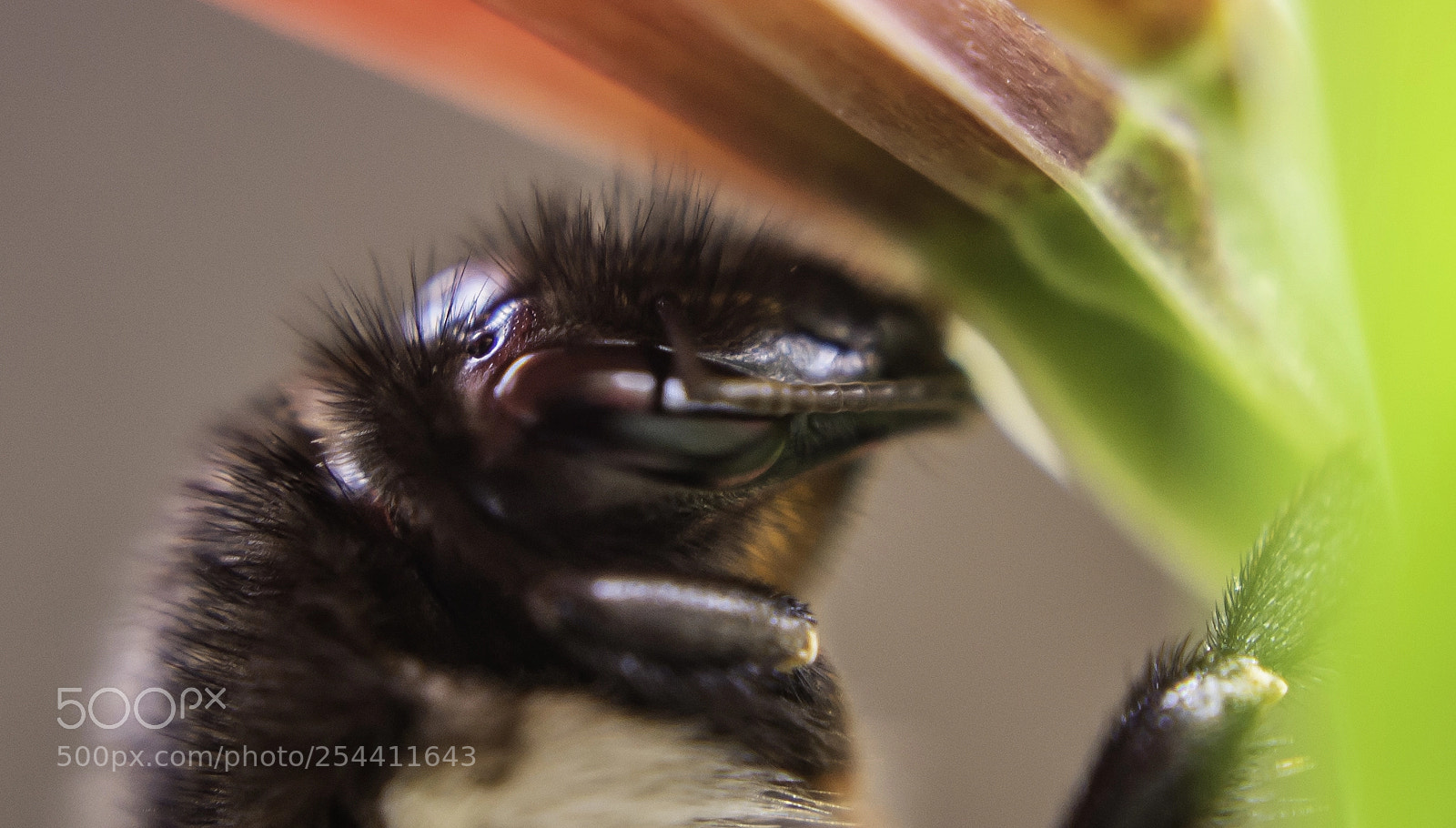 Nikon D610 sample photo. Beeeeee photography