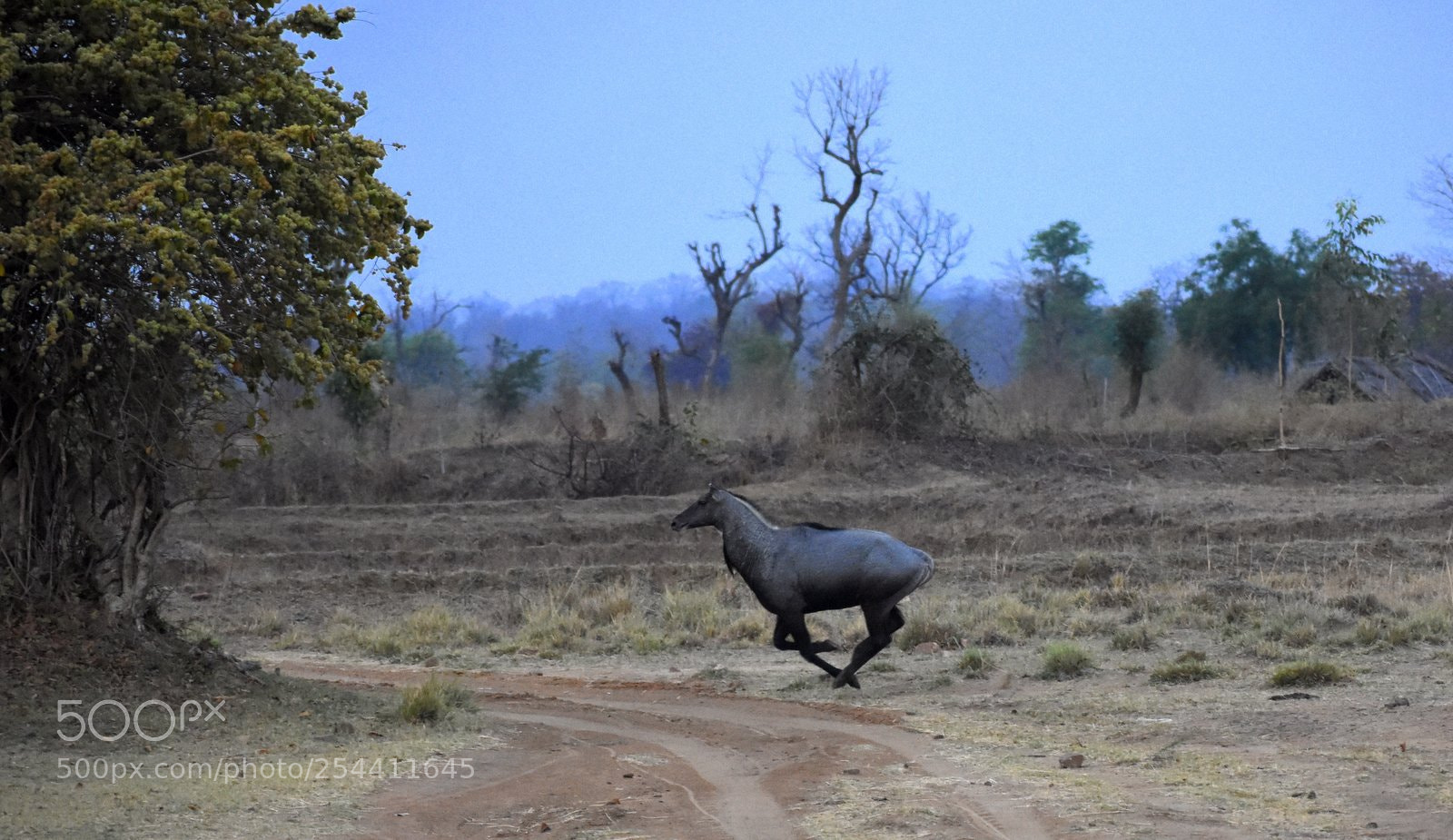 Nikon D7200 sample photo. Untitled photography