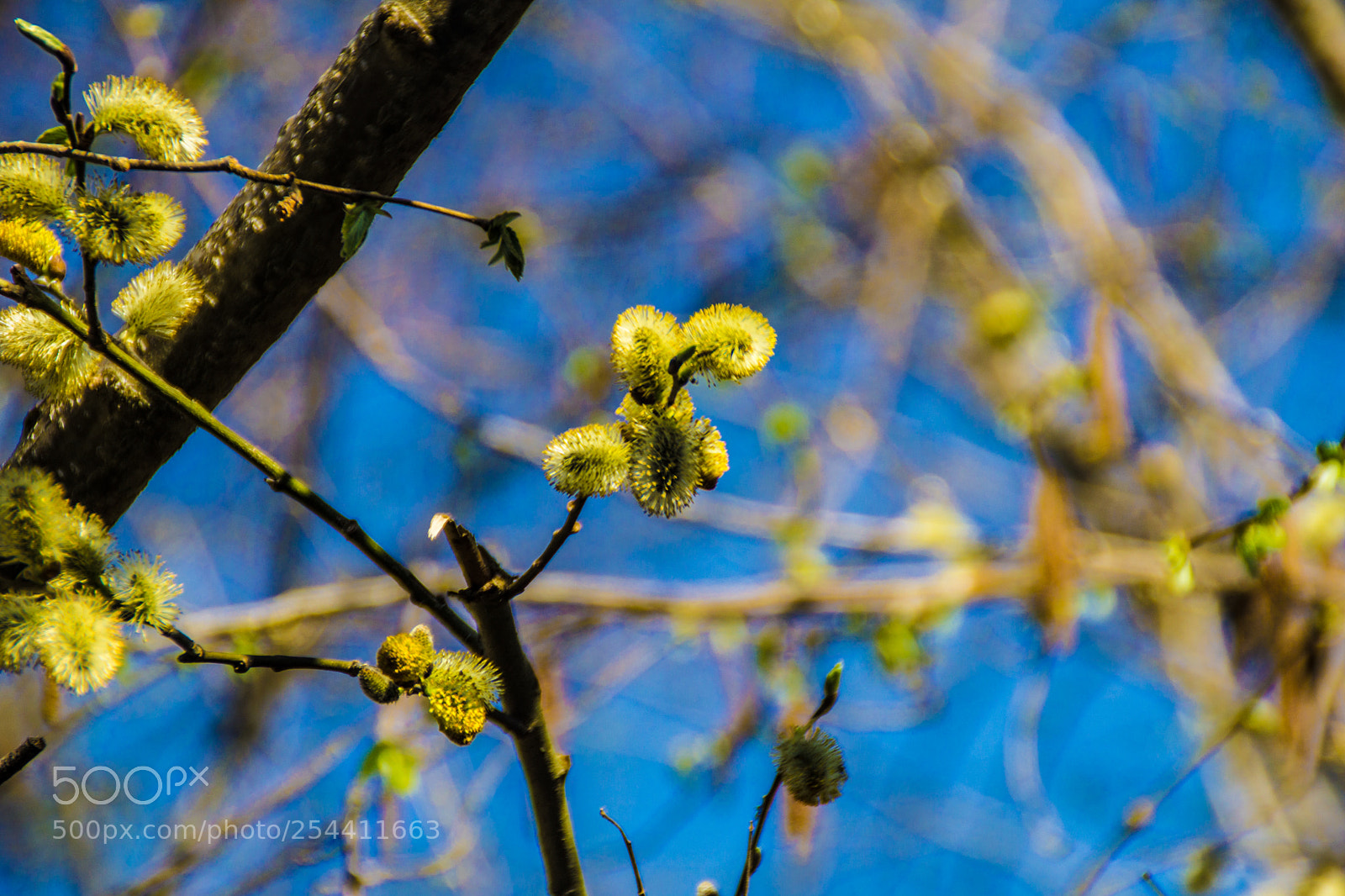 Sony a5100 sample photo. Walking on dorga photography