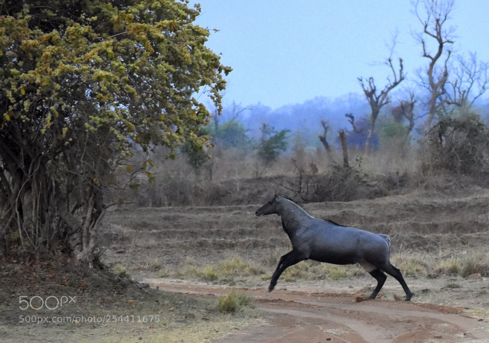 Nikon D7200 sample photo. Untitled photography