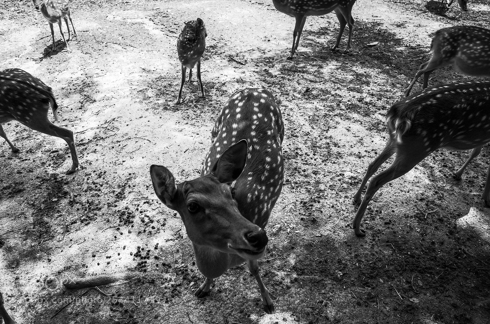 Ricoh GR II sample photo. Chiang mai, thailand photography
