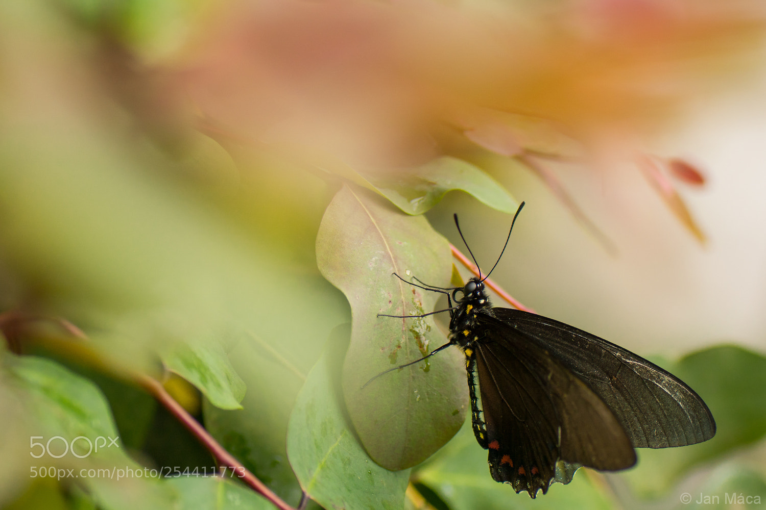 Sony ILCA-77M2 sample photo. Tropical butterfly photography