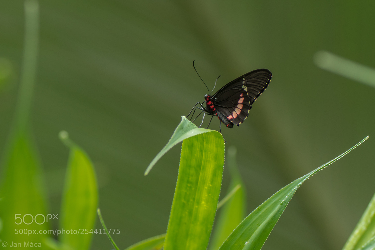 Sony ILCA-77M2 sample photo. Common mormon, papilio polytes photography