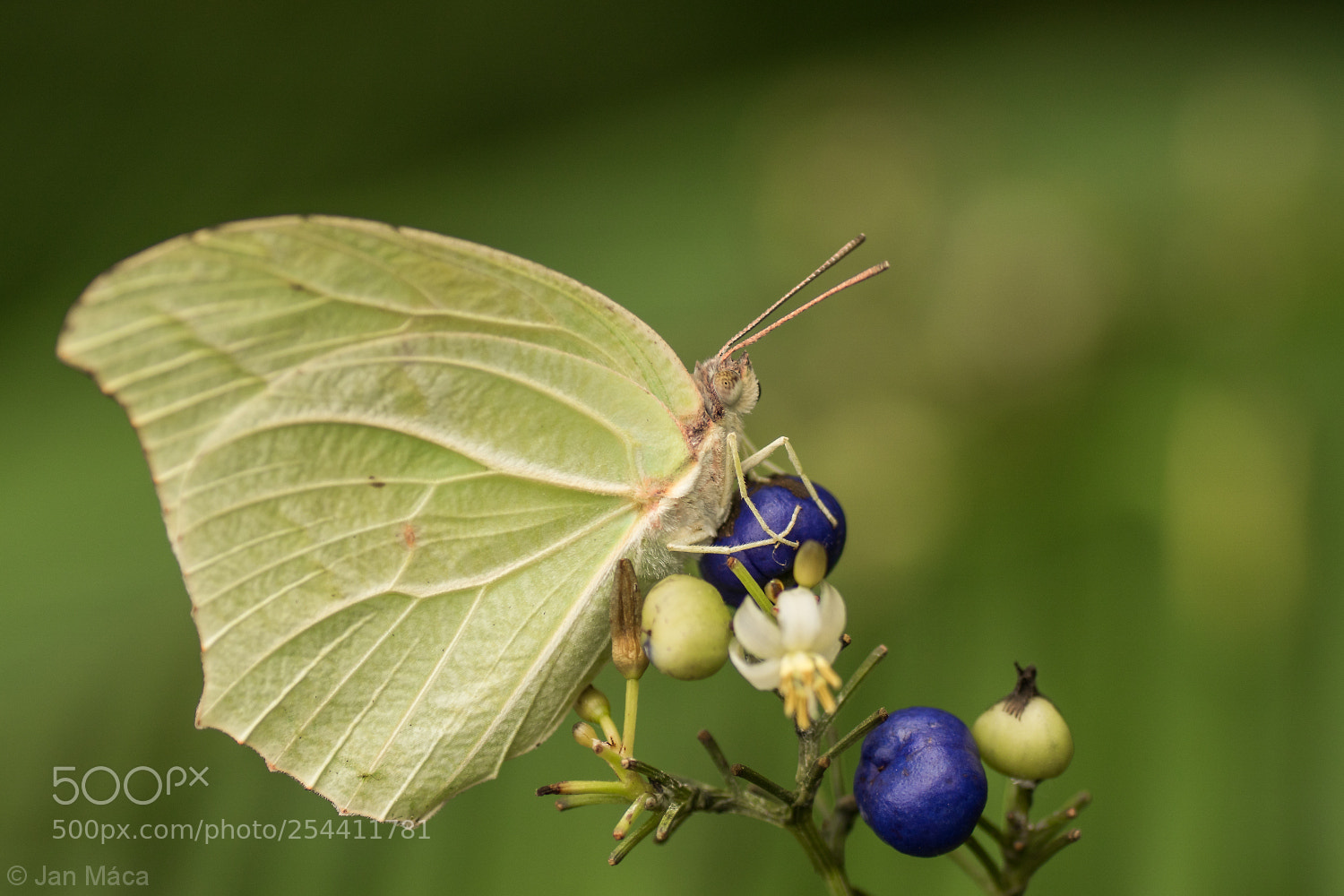 Sony ILCA-77M2 sample photo. Catopsilia florella photography