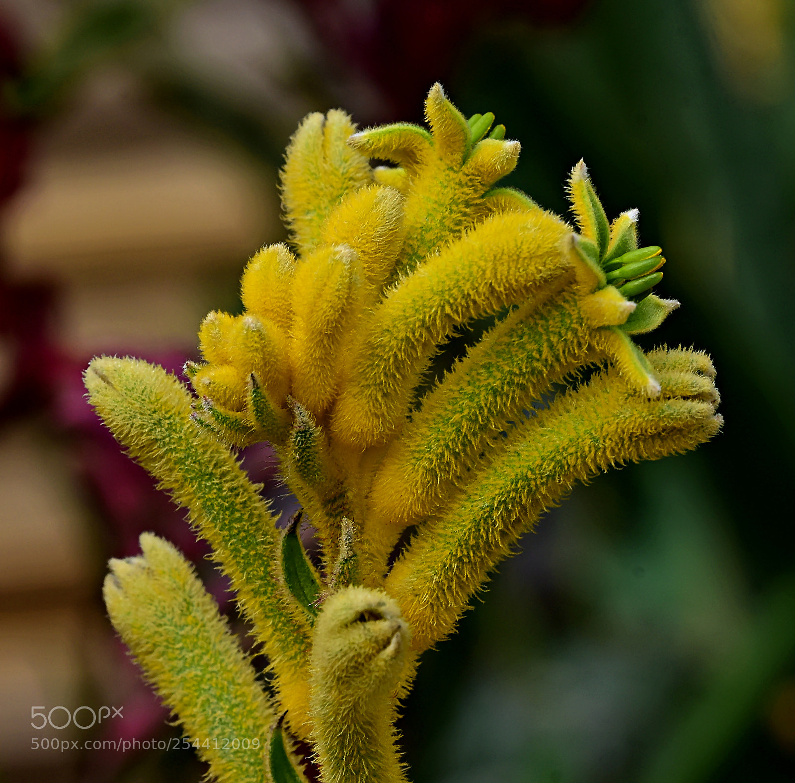 Nikon D810 sample photo. Kangaroo paw photography