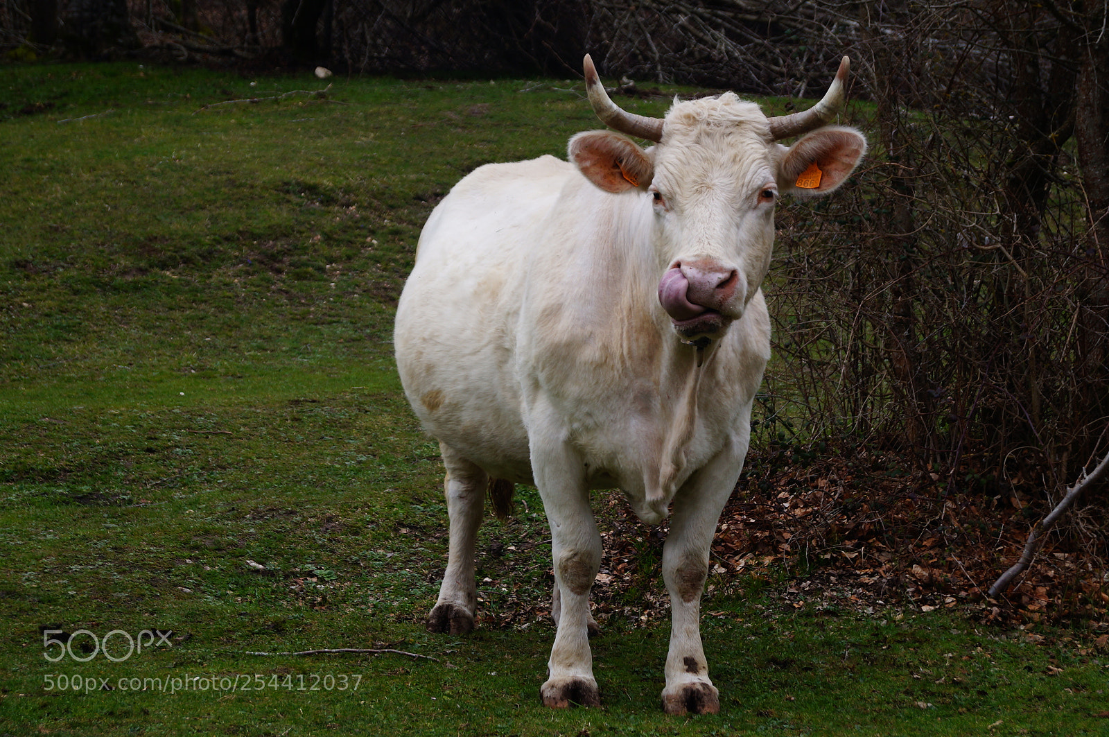 Sony SLT-A37 sample photo. Picky nose! photography