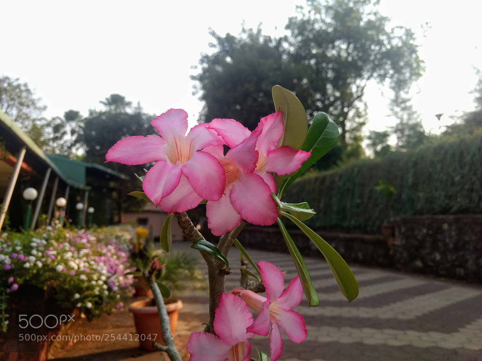Motorola Moto G (4) sample photo. Untitled photography