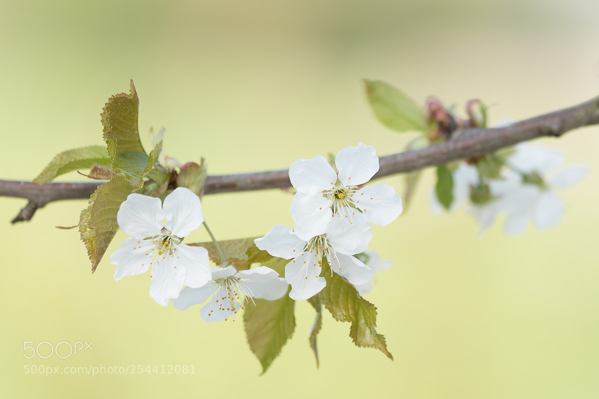 Nikon D500 sample photo. Blossom photography