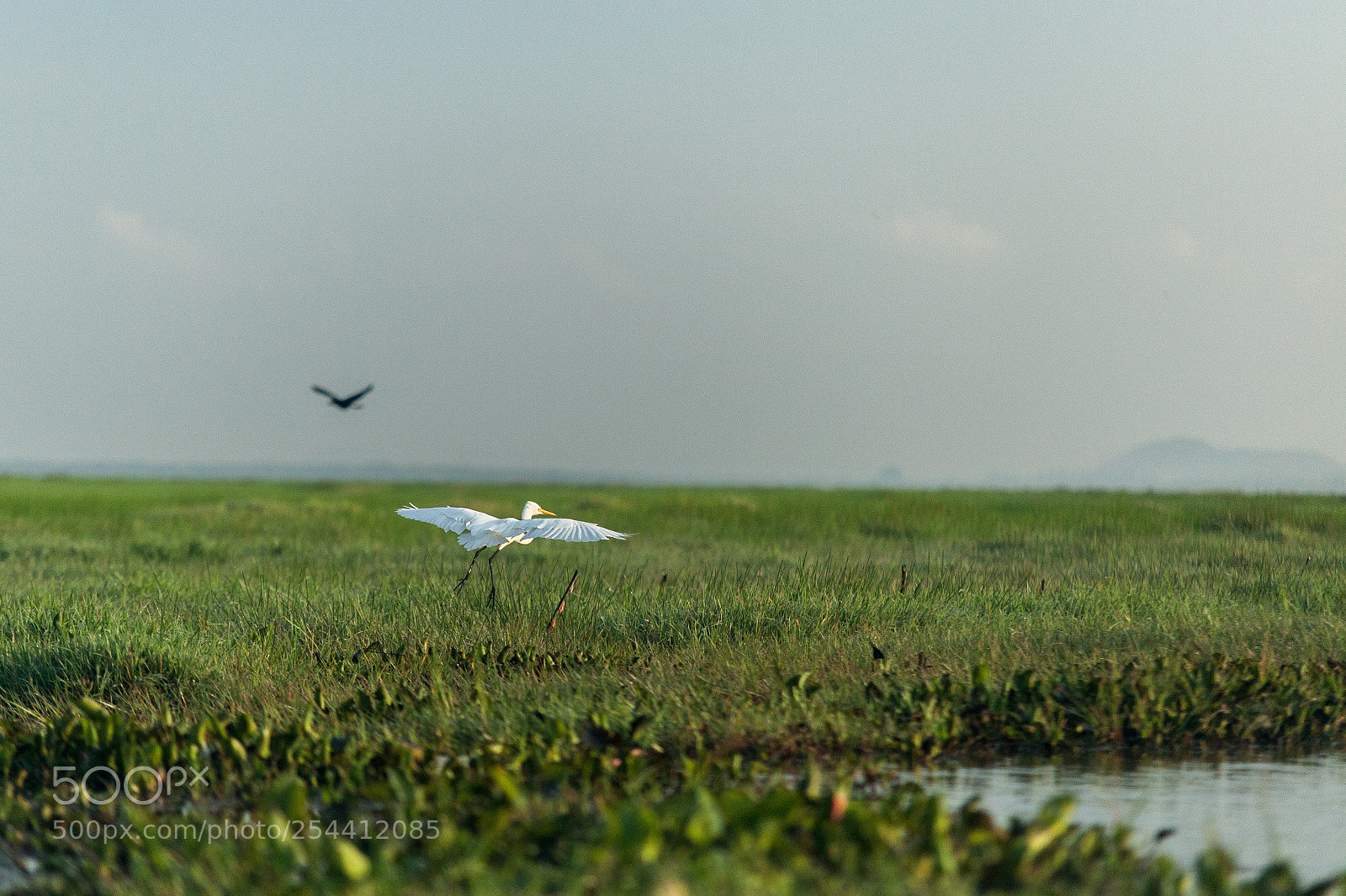 Canon EOS 5D Mark II sample photo. Thale noi waterbird park photography