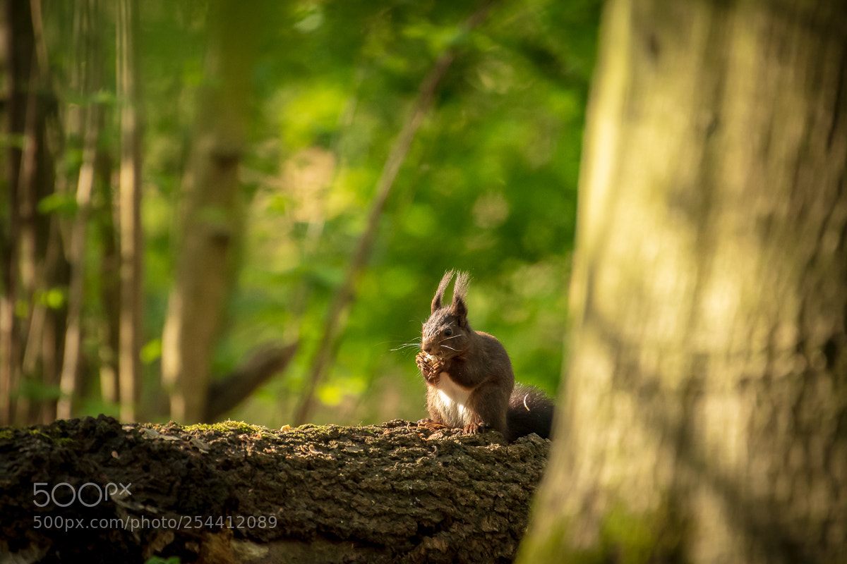 Nikon D500 sample photo. Squirrel photography