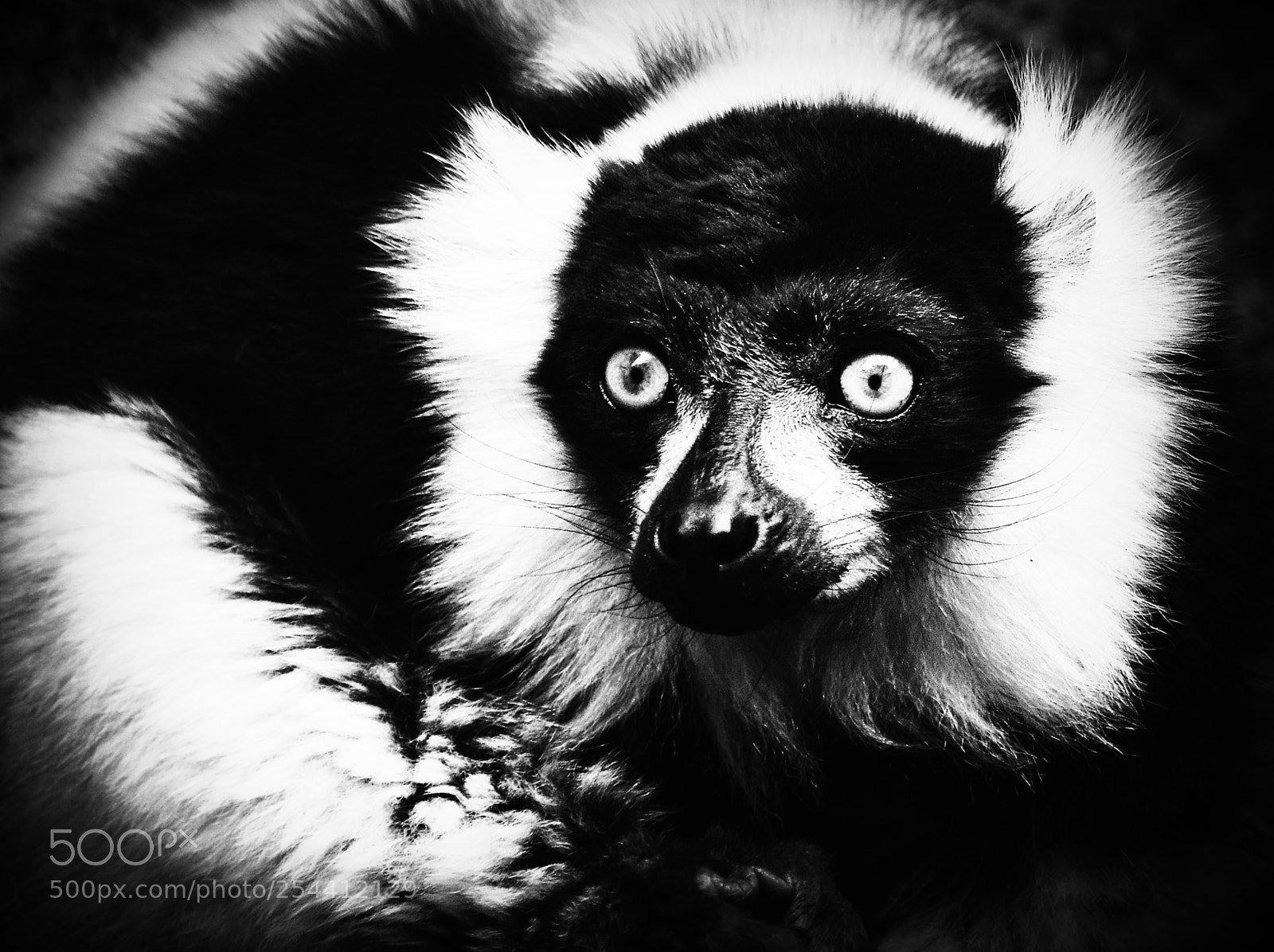 Nikon D800 sample photo. Female mongoose lemur eulemur photography