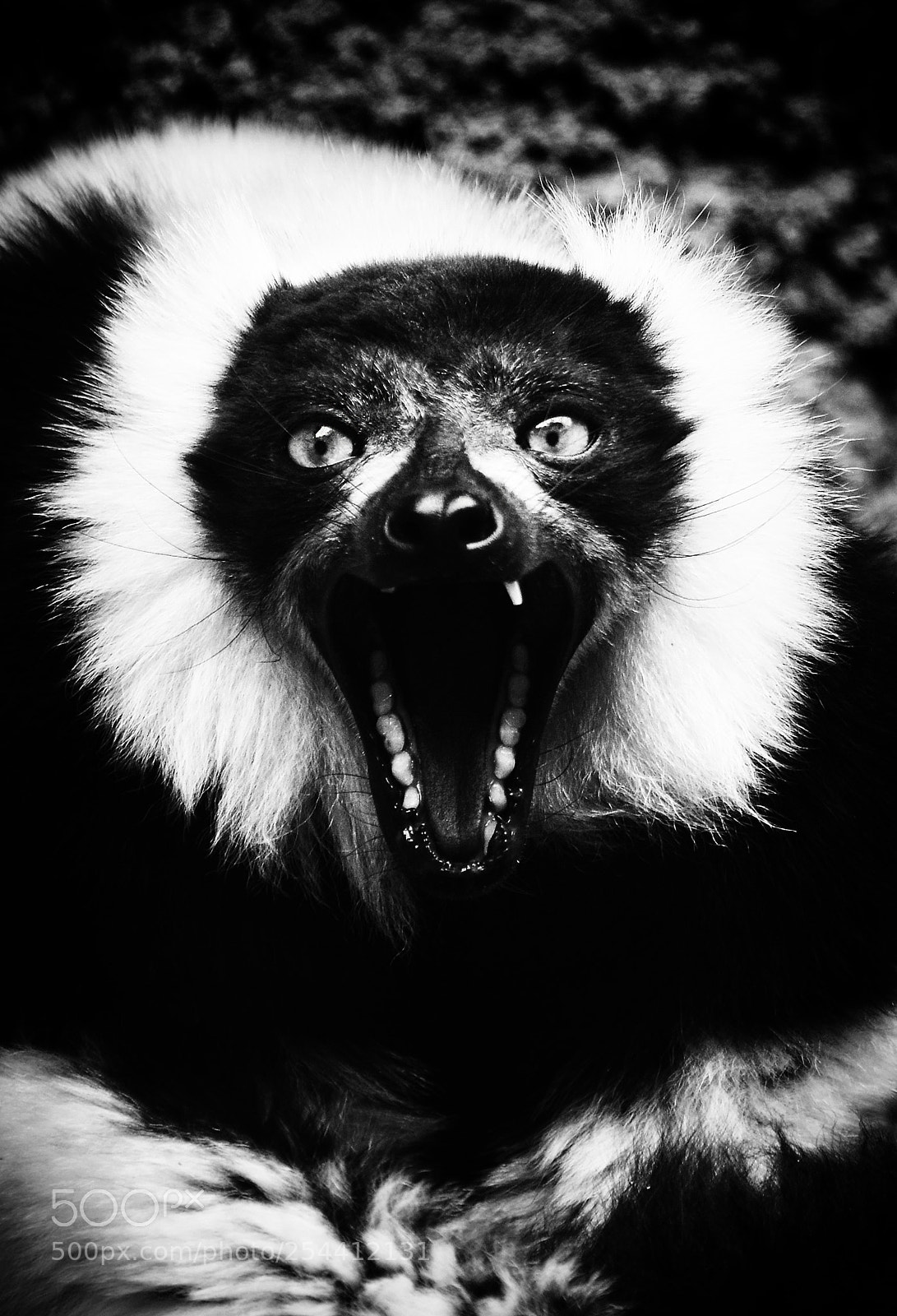 Nikon D800 sample photo. Female mongoose lemur eulemur photography