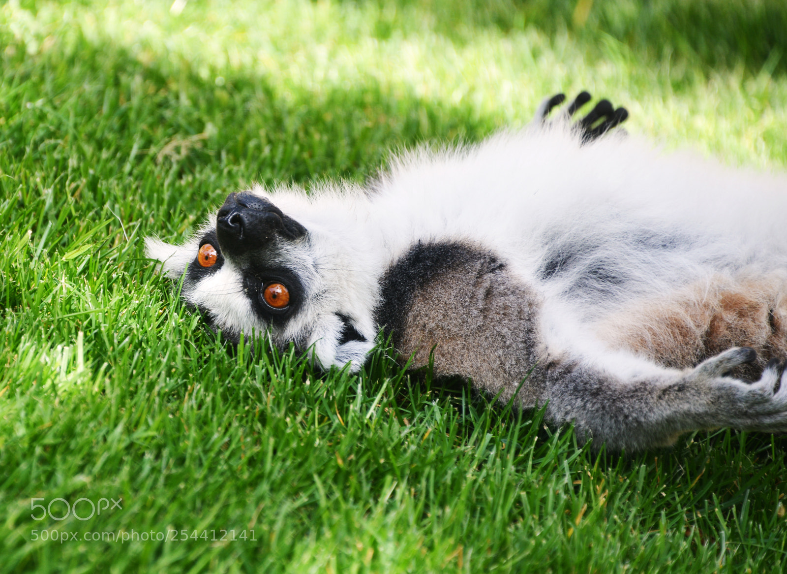 Nikon D800 sample photo. Ring-tailed lemur photography