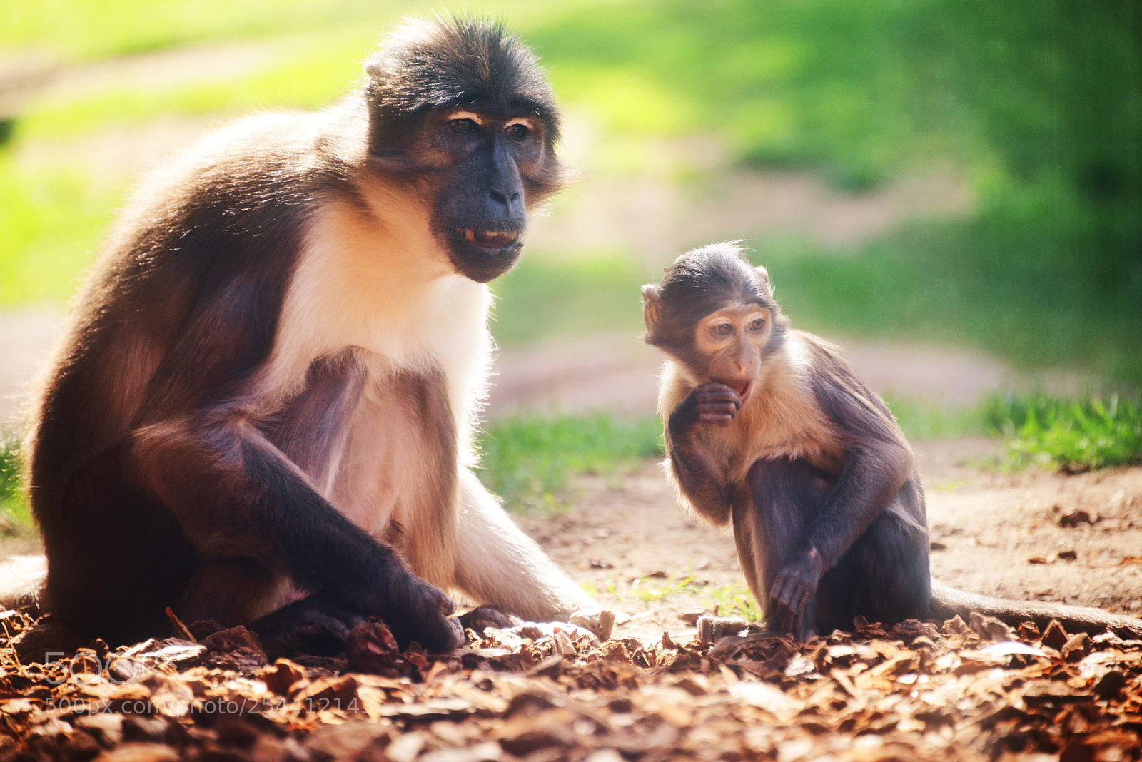 Nikon D800 sample photo. Monkeys photography