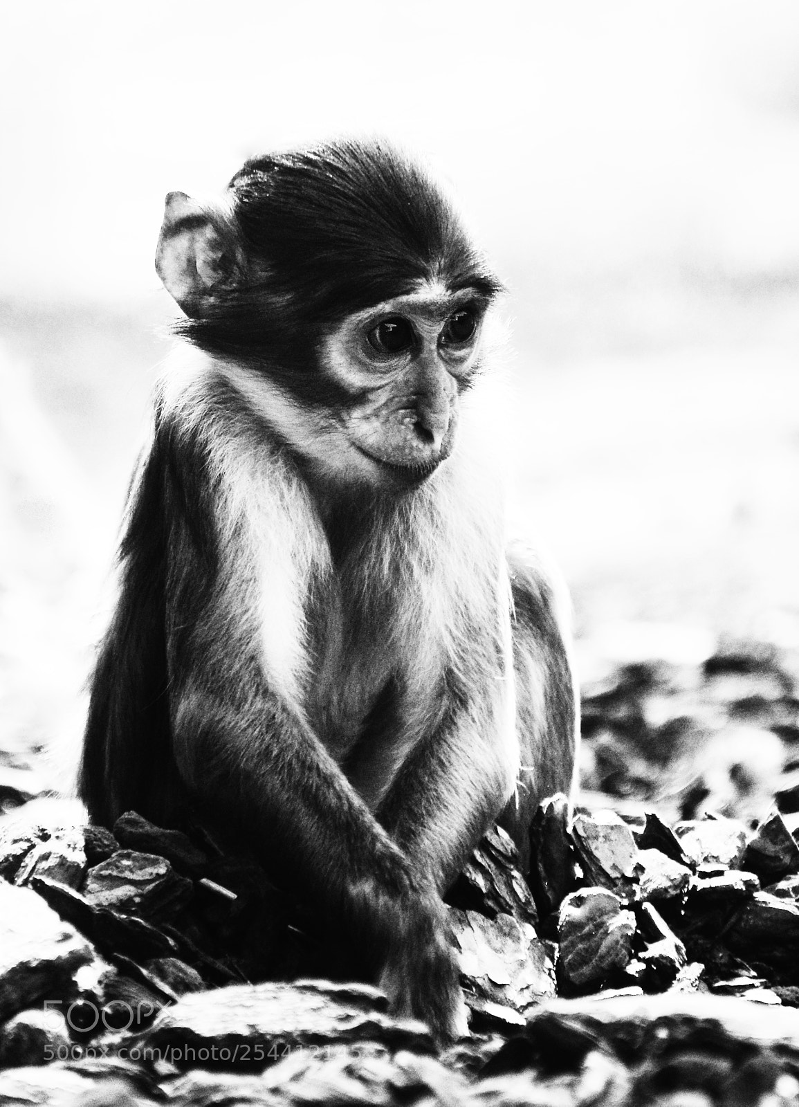 Nikon D800 sample photo. Baby monkey photography