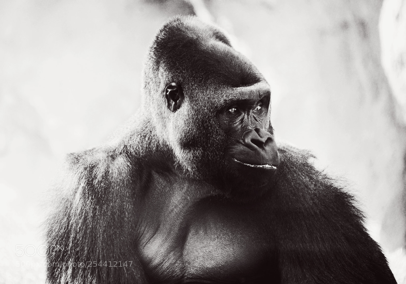 Nikon D800 sample photo. Gorilla photography
