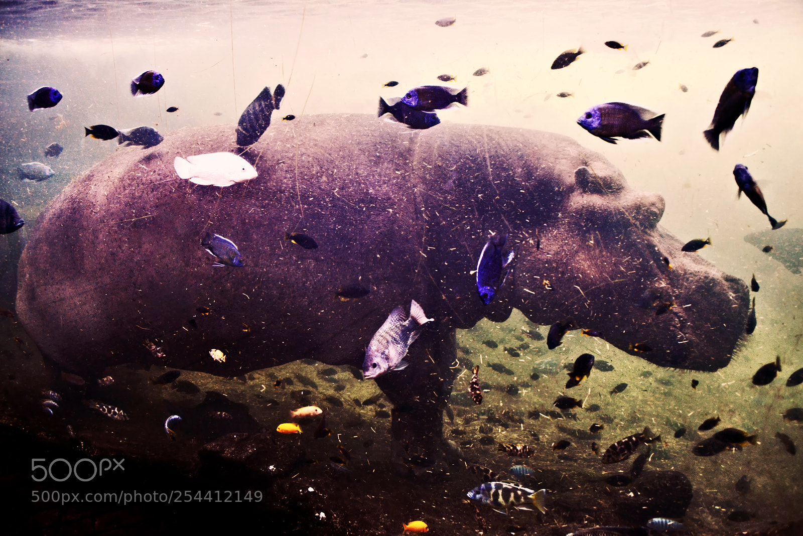 Nikon D800 sample photo. Hippo photography