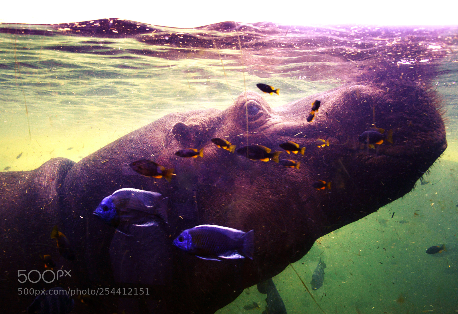 Nikon D800 sample photo. Hippo photography